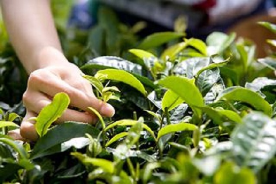 黔中生态茶.jpg